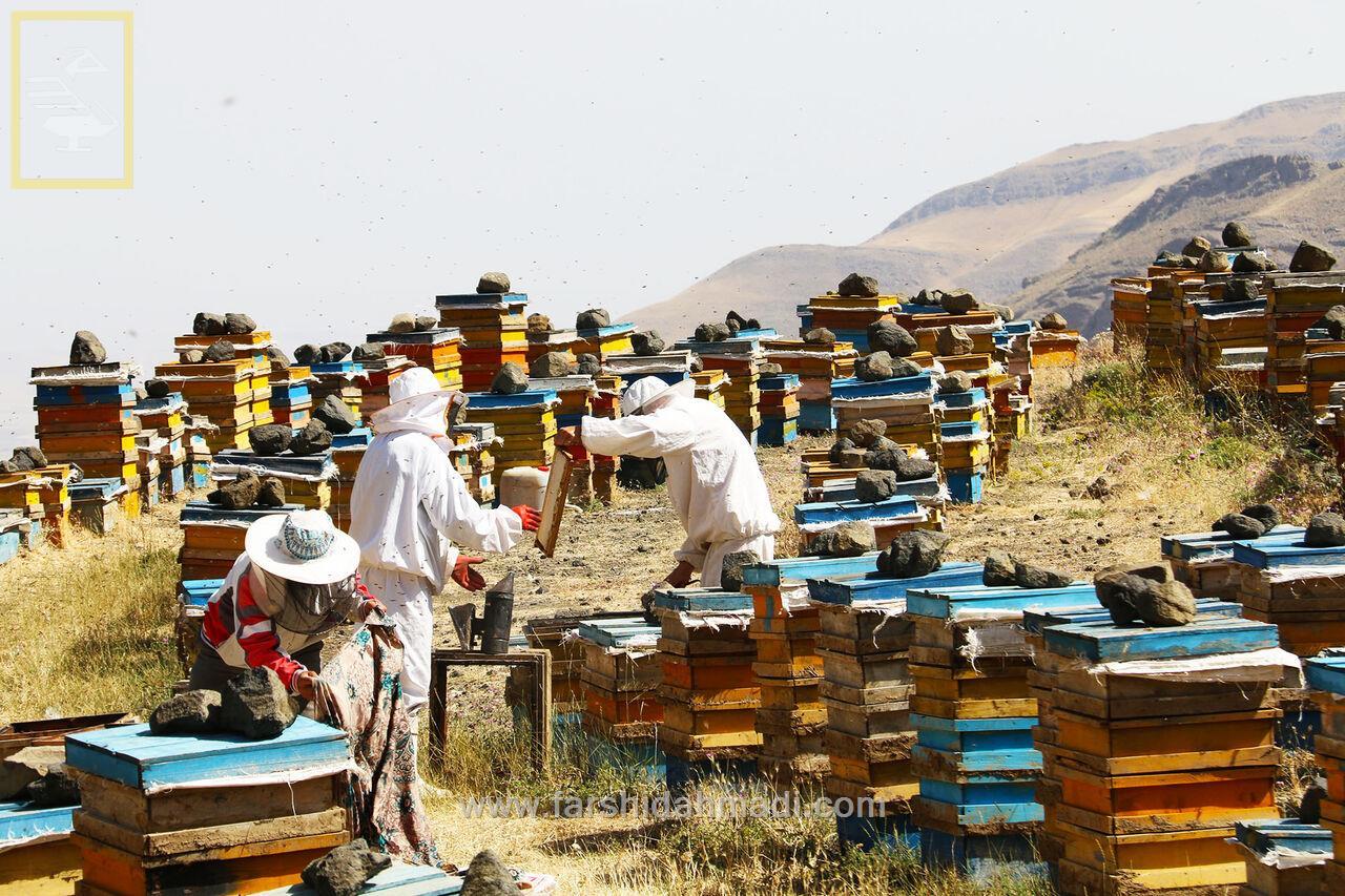 The most important sensors used in modern beekeeping
