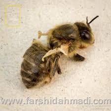  زنبور عسل ناقص الخلقه